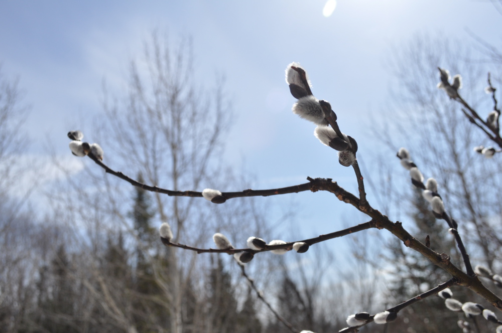 bourgeons