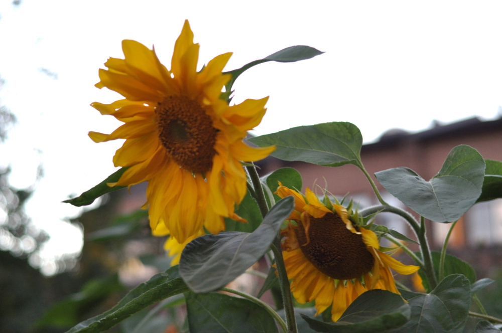 Beautiful-Sunflower